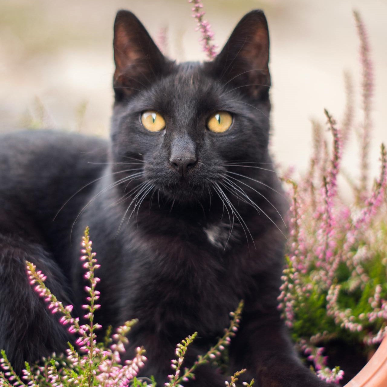 Chat