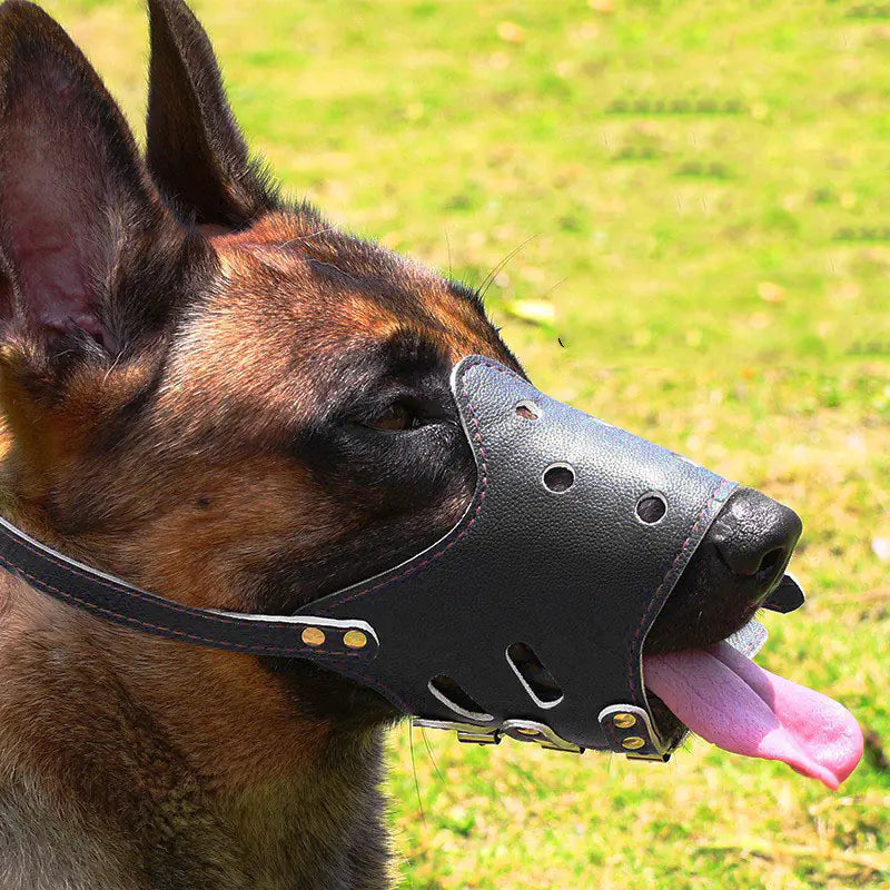 Muselière, accessoires grand chien