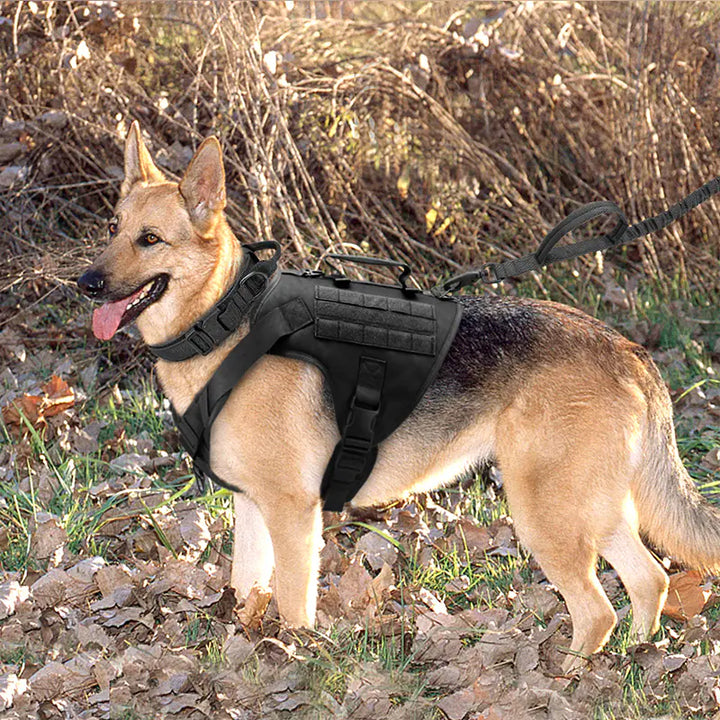 Le Harnais, bien adapté il garantie bien-être et sécurité à votre chien.