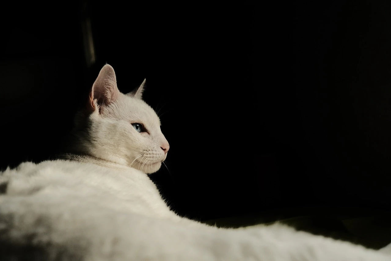 Bien être, accessoires pour chat