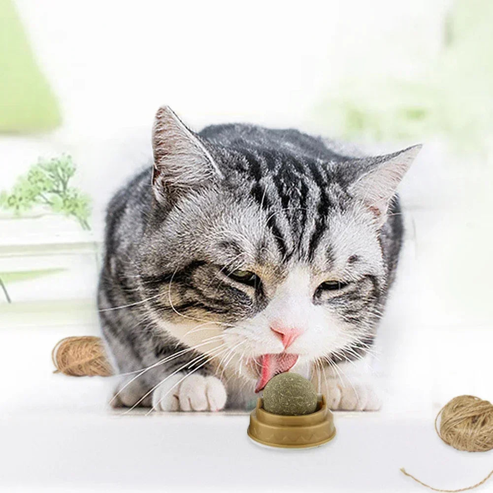 Herbe à chat ball, comestible !