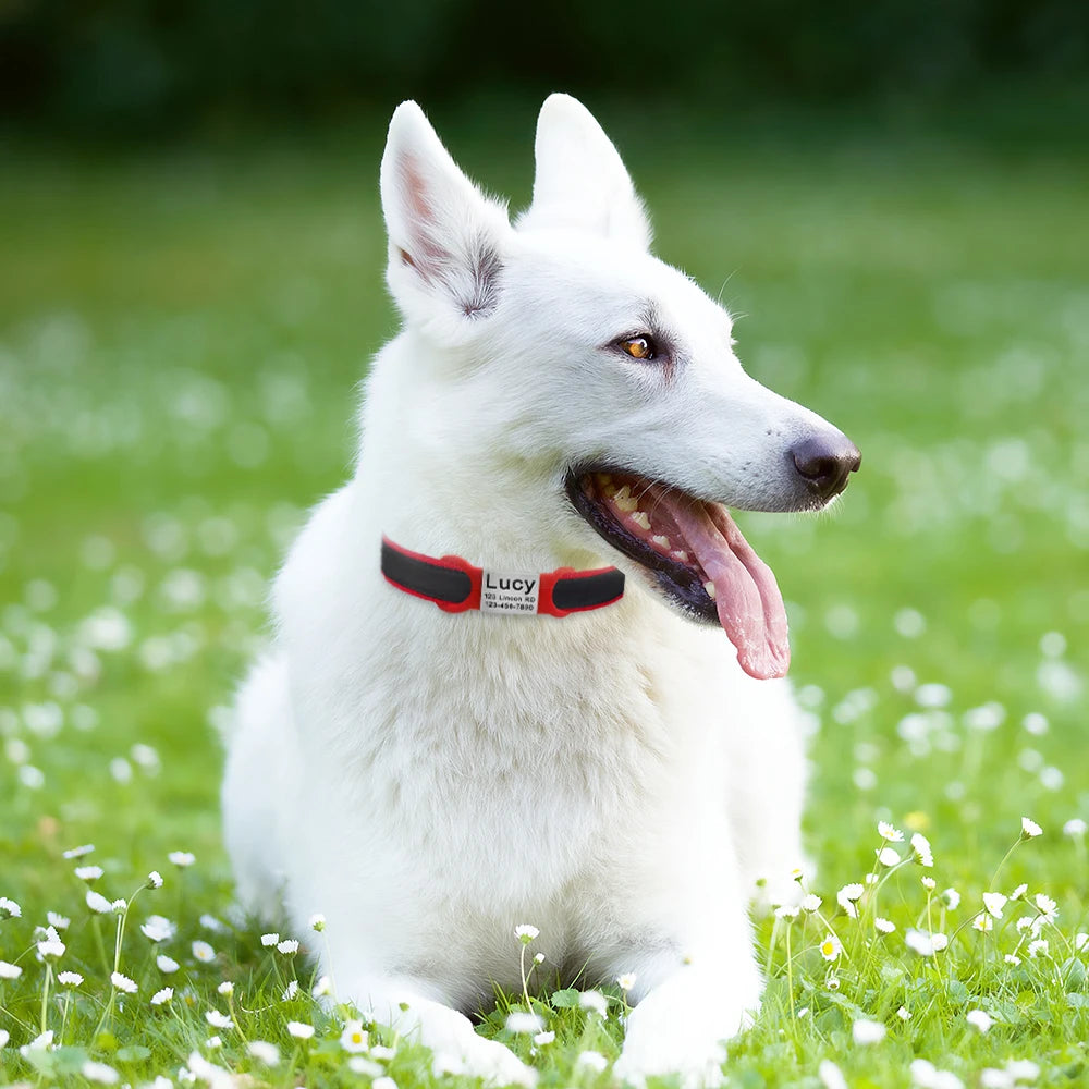 Médaille d'identification gravée en acier inoxydable pour chien ou chat