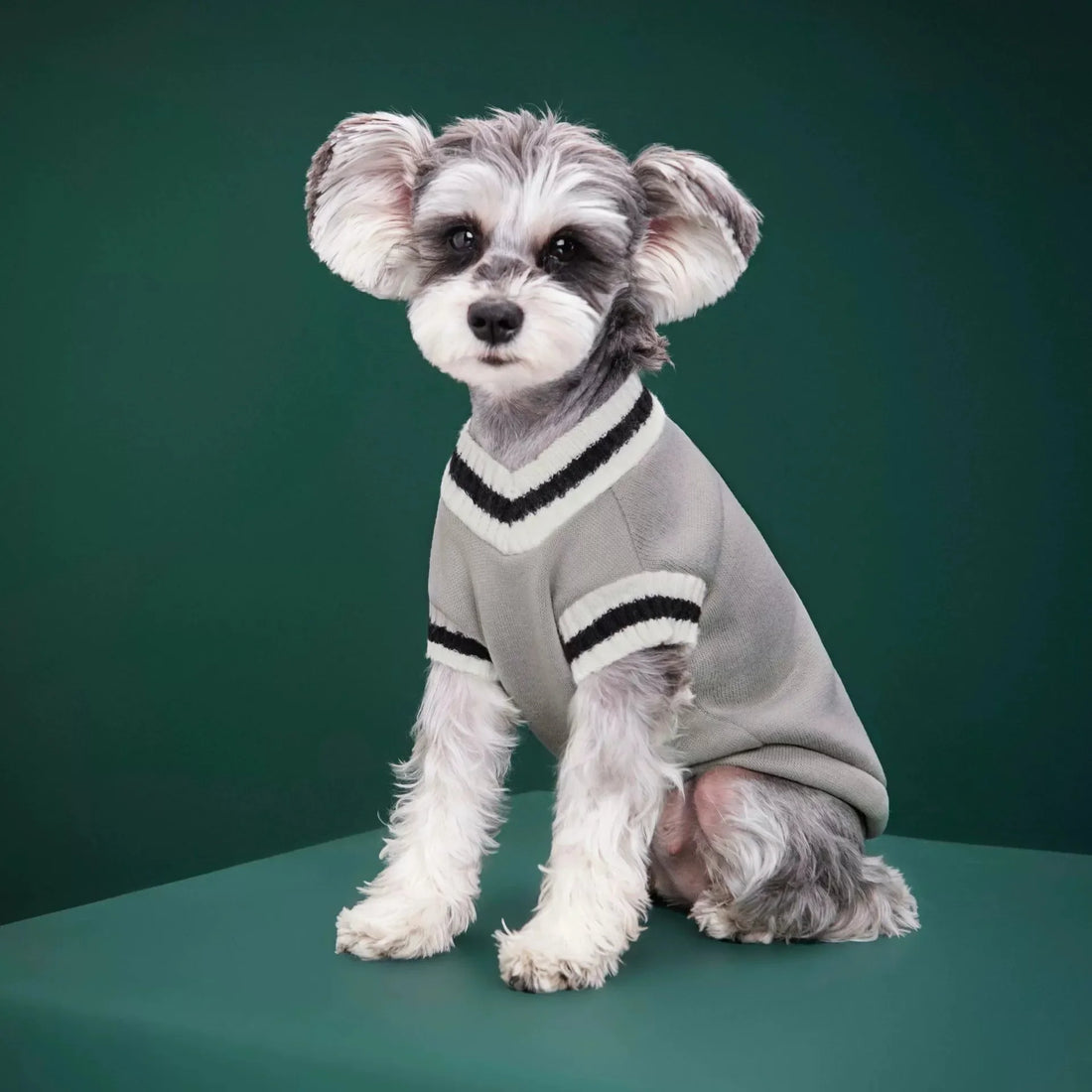 Vêtement chic pullover pour chat ou chien (max. 22,5Kg)