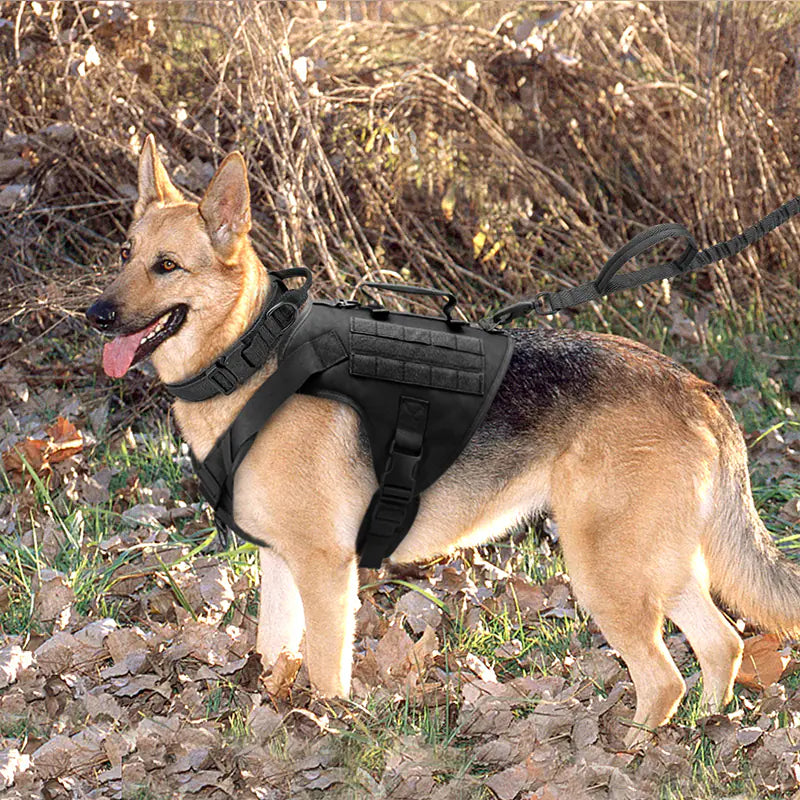 Harnais tactique pour chien